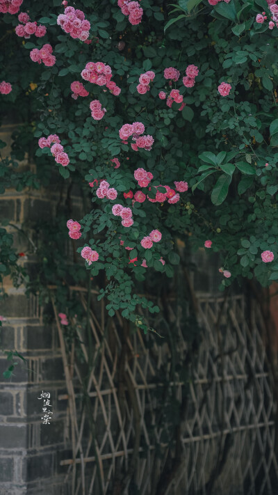 【老门东】蔷薇