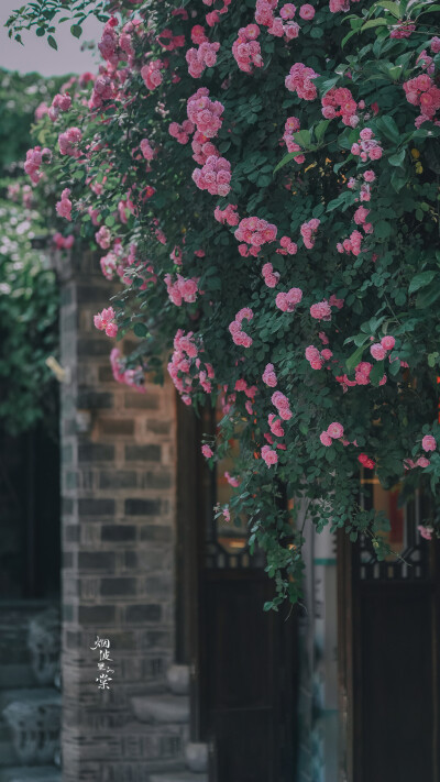 【老门东】蔷薇