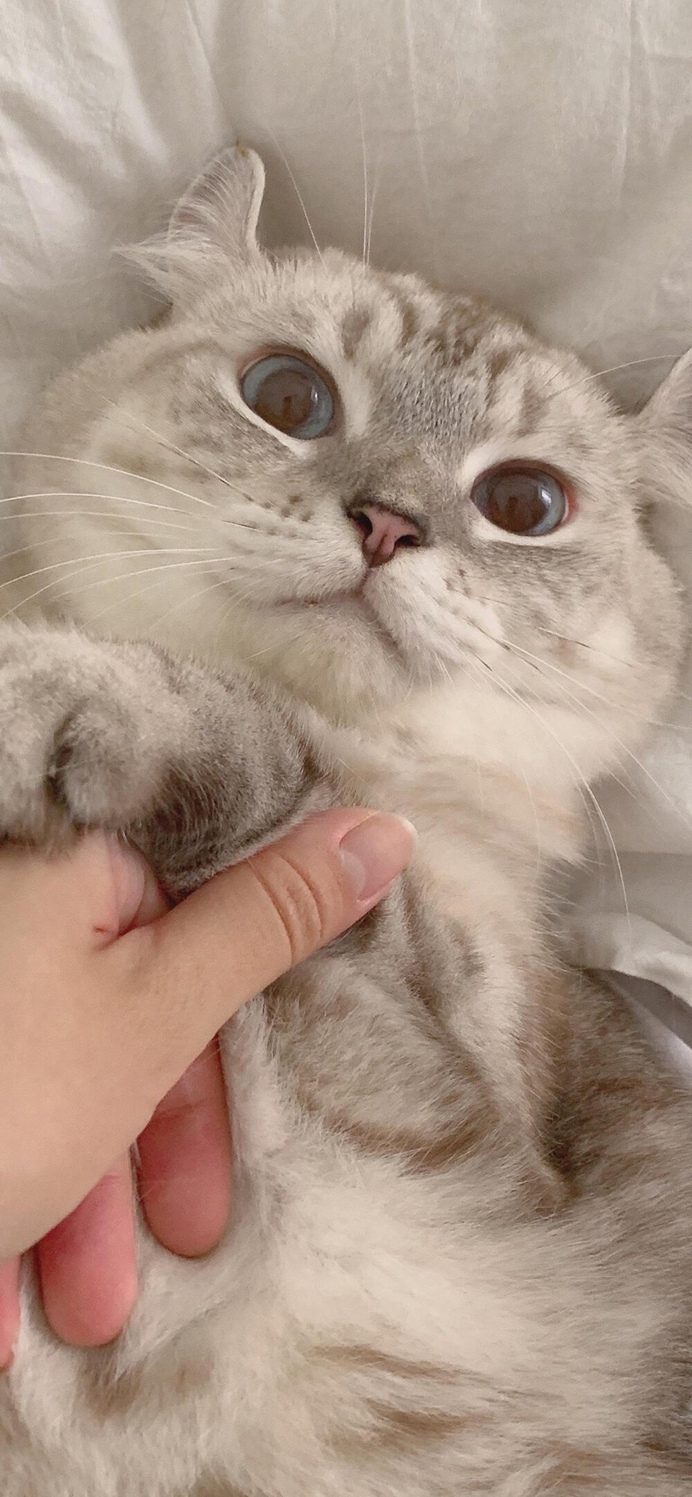 可爱喵咪壁纸
@-BEiii