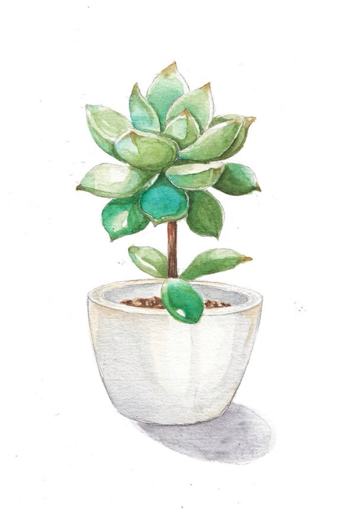 水彩多肉