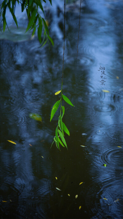 雨中的一丝绿意