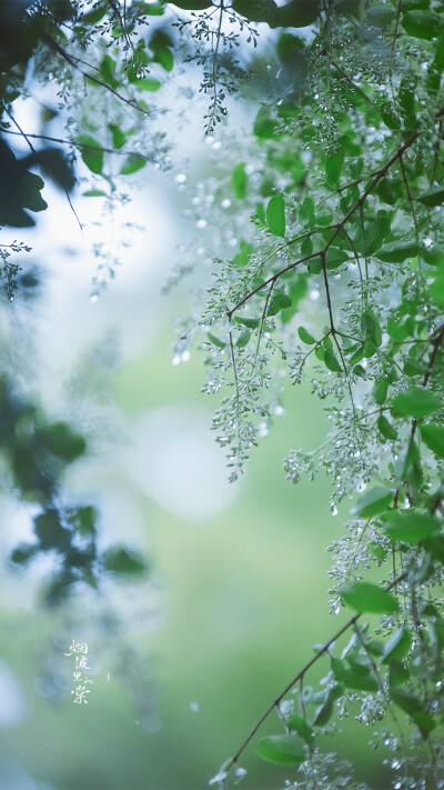 坠了雨珠的小蜡