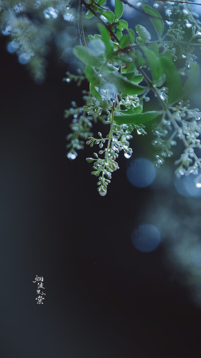 坠了雨珠的小蜡