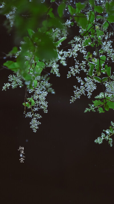 坠了雨珠的小蜡