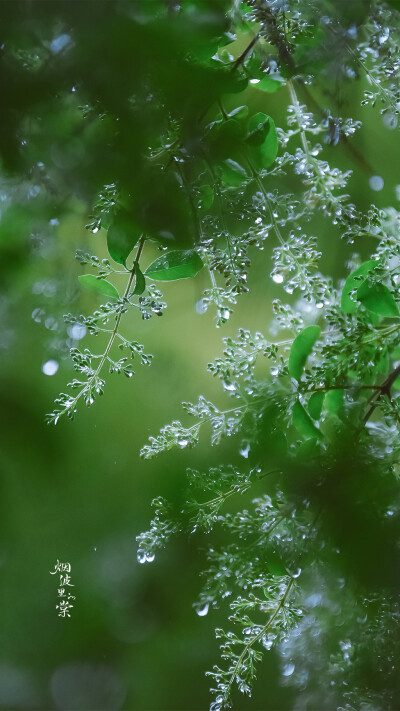 坠了雨珠的小蜡