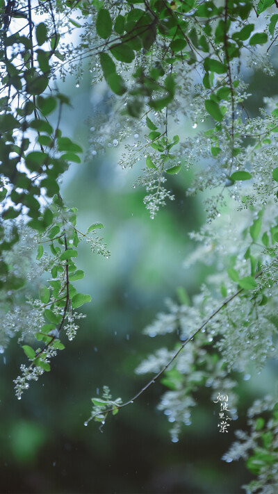 坠了雨珠的小蜡