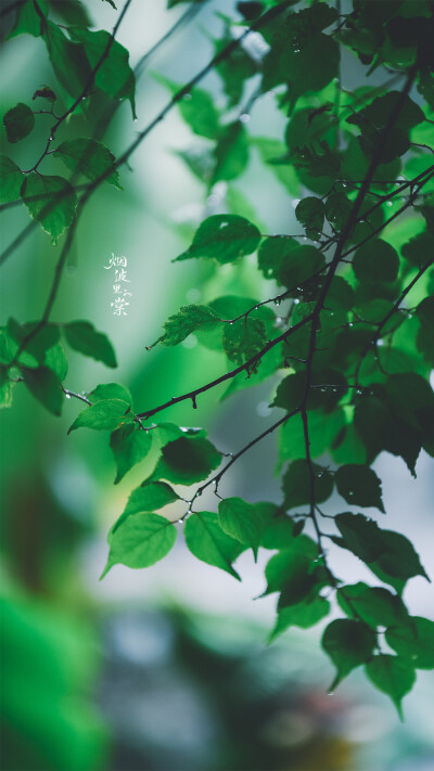 雨后，染就一溪新绿