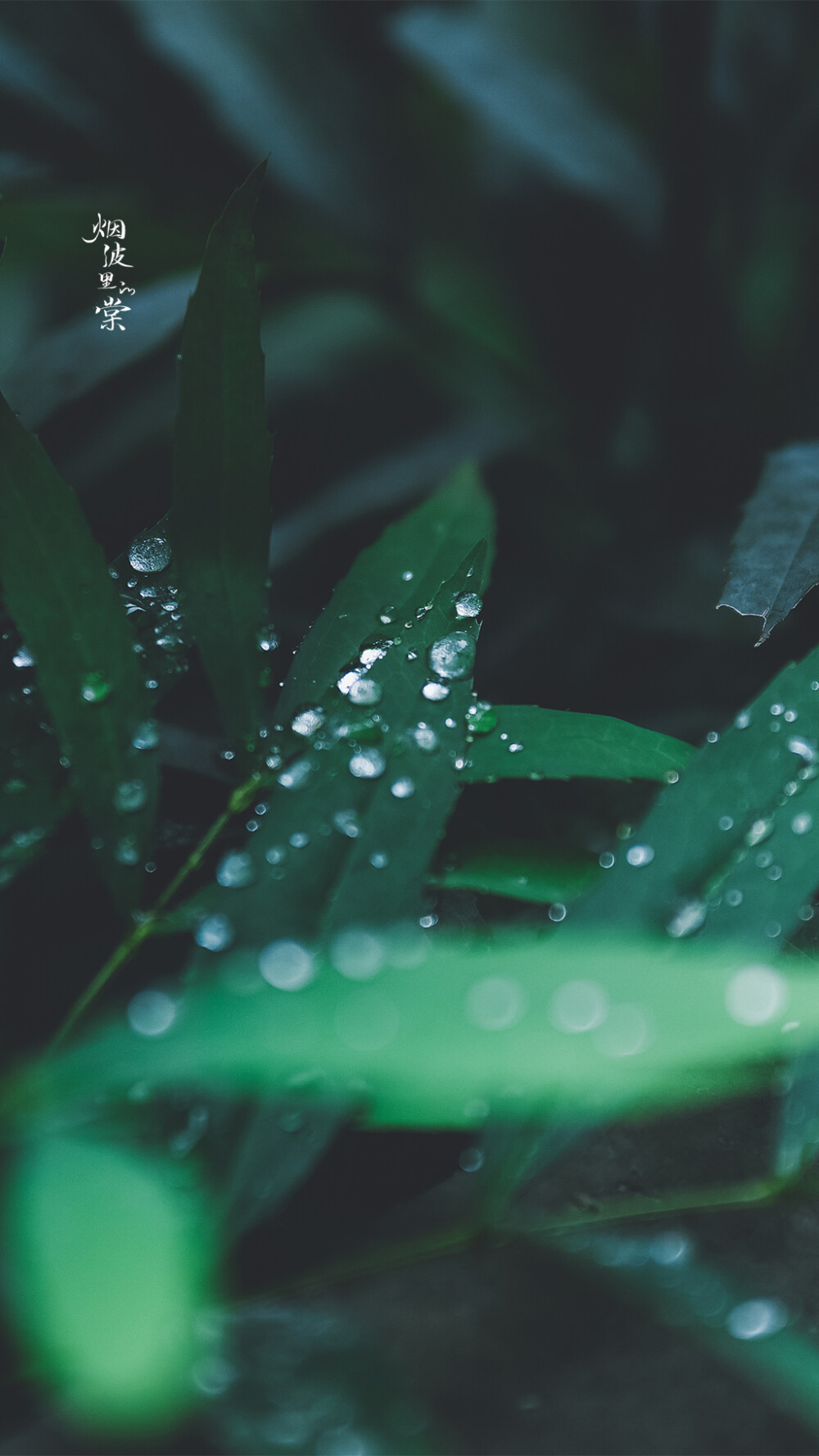 雨后，染就一溪新绿