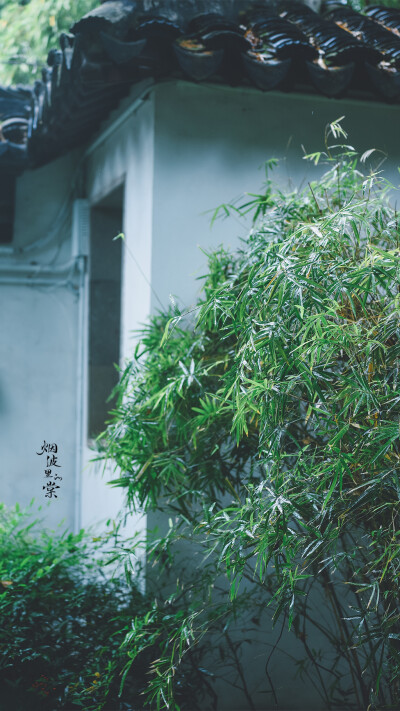 雨后，染就一溪新绿