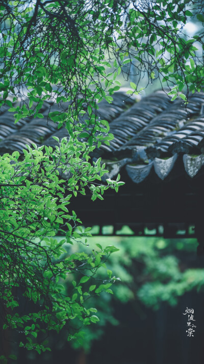 【瞻园】雨后的一种别样清丽