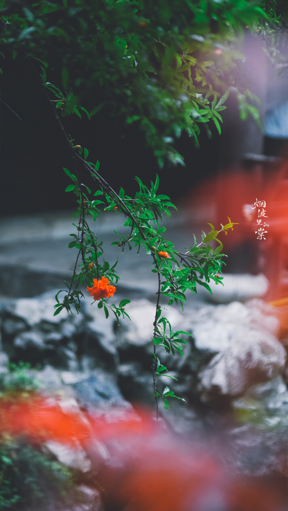 【瞻园】雨后的一种别样清丽