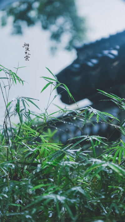 【瞻园】雨后的一种别样清丽