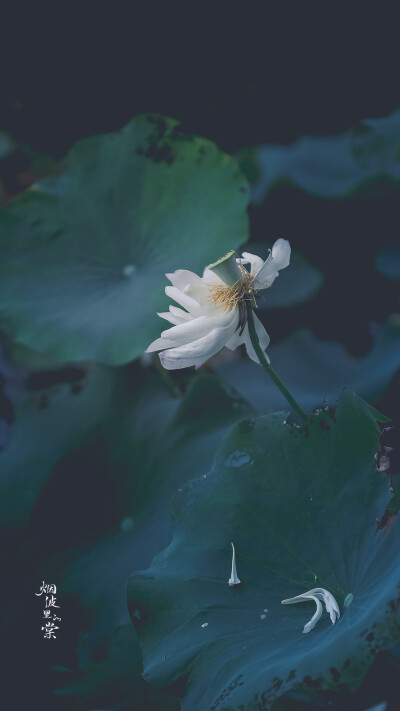 【莫愁湖 新荷】 荷风送香气，竹露滴清响