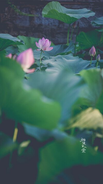 【莫愁湖 新荷】 荷风送香气，竹露滴清响