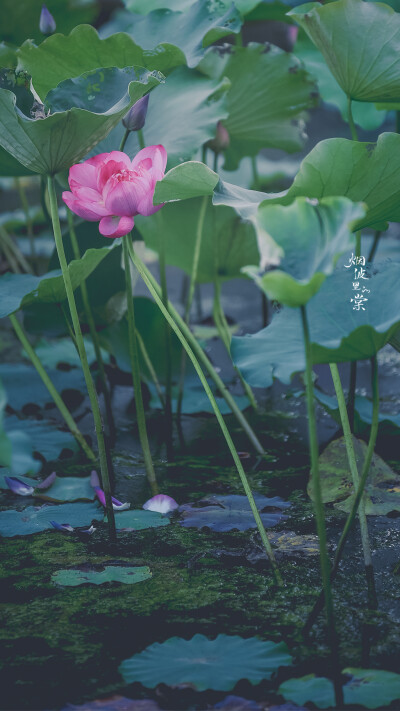 【莫愁湖 新荷】 荷风送香气，竹露滴清响