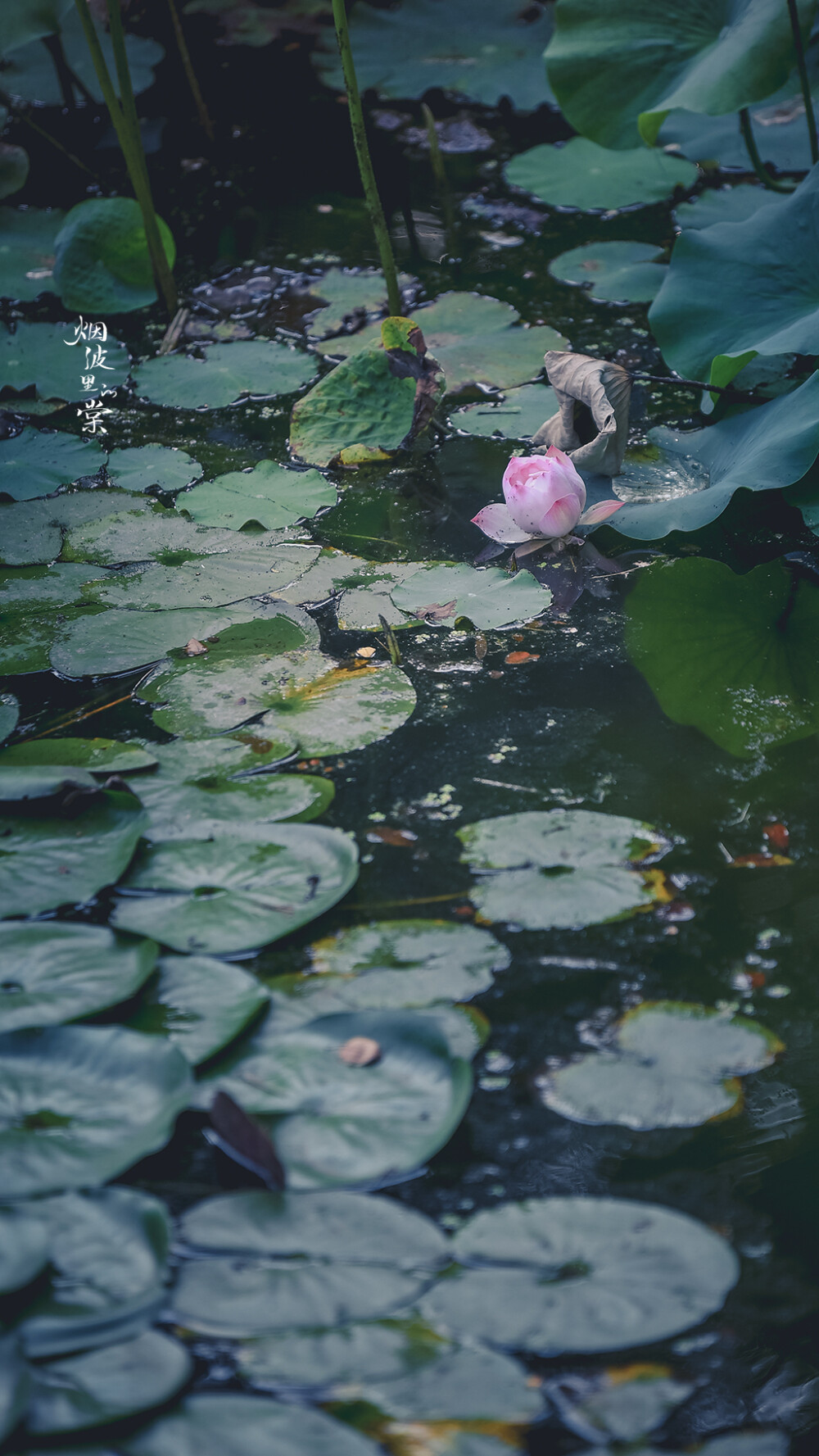 【莫愁湖 新荷】 荷风送香气，竹露滴清响