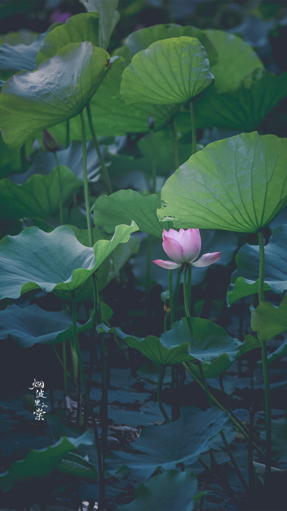 【莫愁湖 新荷】 荷风送香气，竹露滴清响