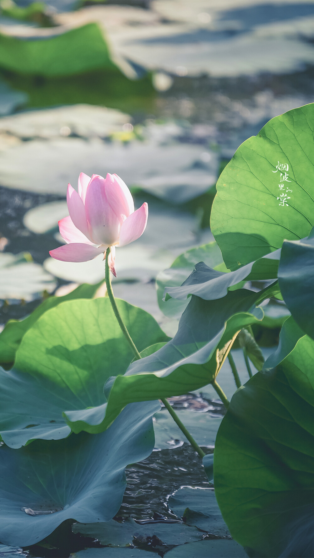 【莫愁湖 新荷】 荷风送香气，竹露滴清响