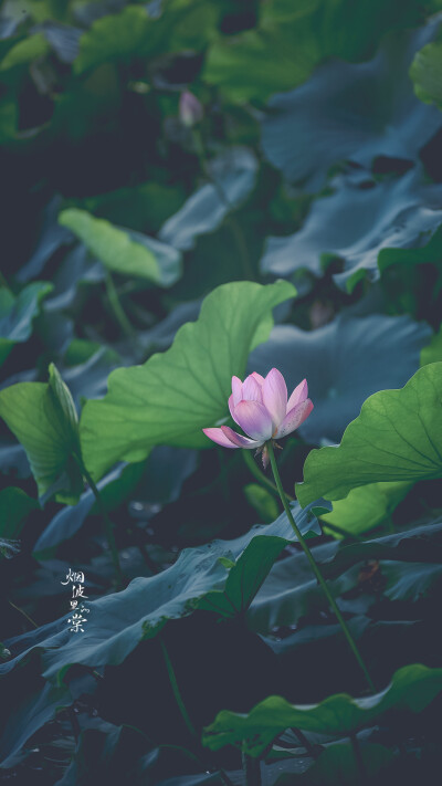 【莫愁湖 新荷】 荷风送香气，竹露滴清响