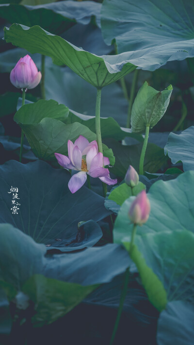 【莫愁湖 新荷】 荷风送香气，竹露滴清响