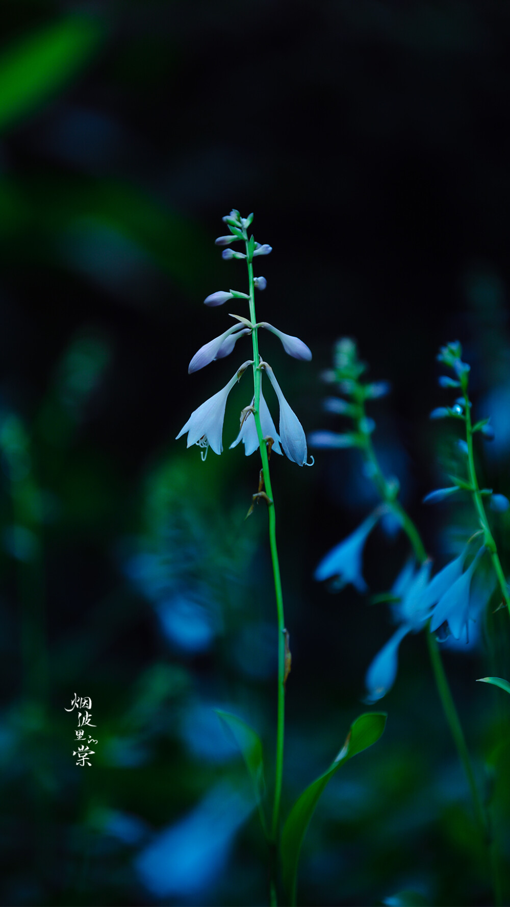 玉簪花