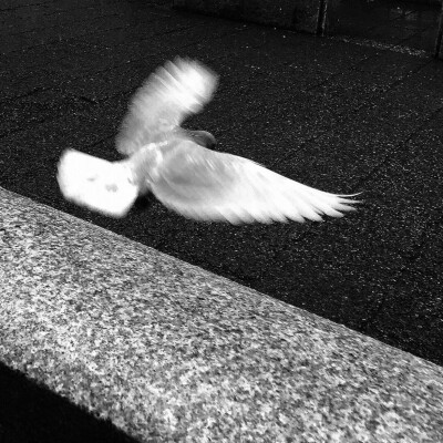 爱意镶嵌于中玫瑰爰意不朽
Jungkook/田柾国
cr.logo
©闵雨汐