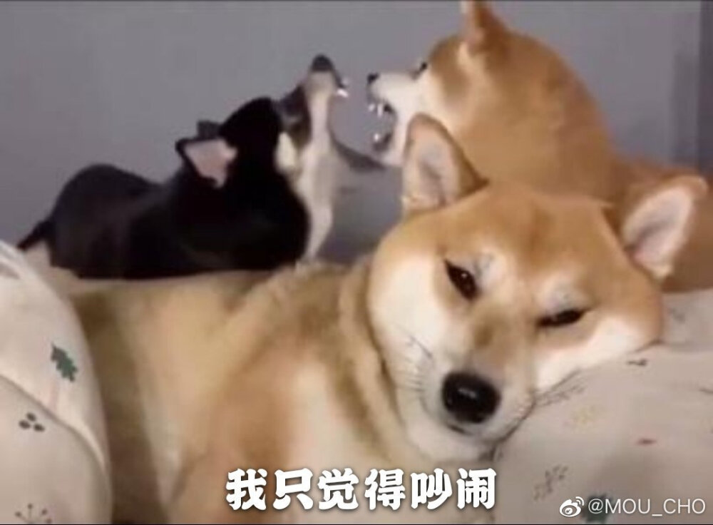 狗狗