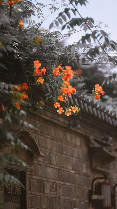 【老门东 凌霄】盛夏流火，灿若云霞