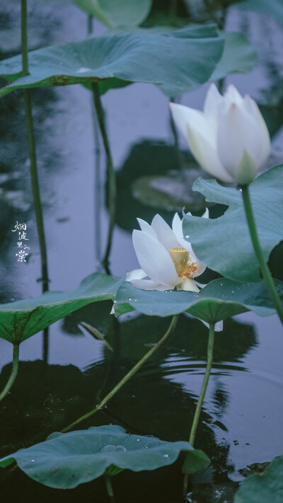 梅花山下梅花谷，梅花谷中梅花鹿