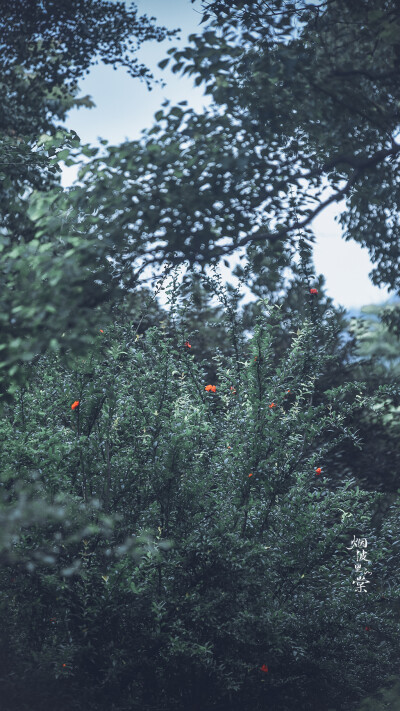 梅花山下梅花谷，梅花谷中梅花鹿