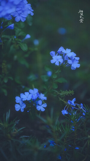 蓝雪花