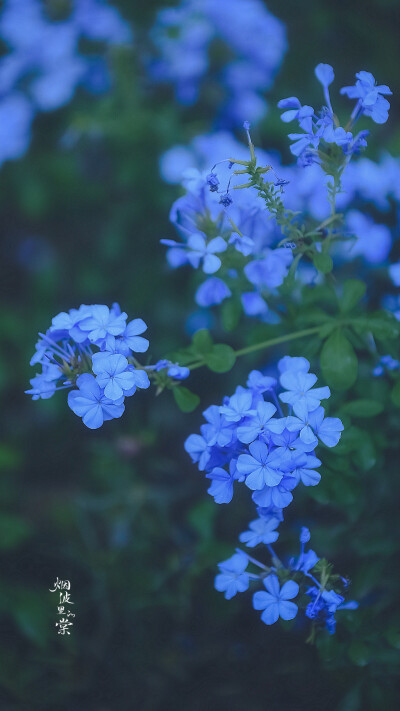 蓝雪花