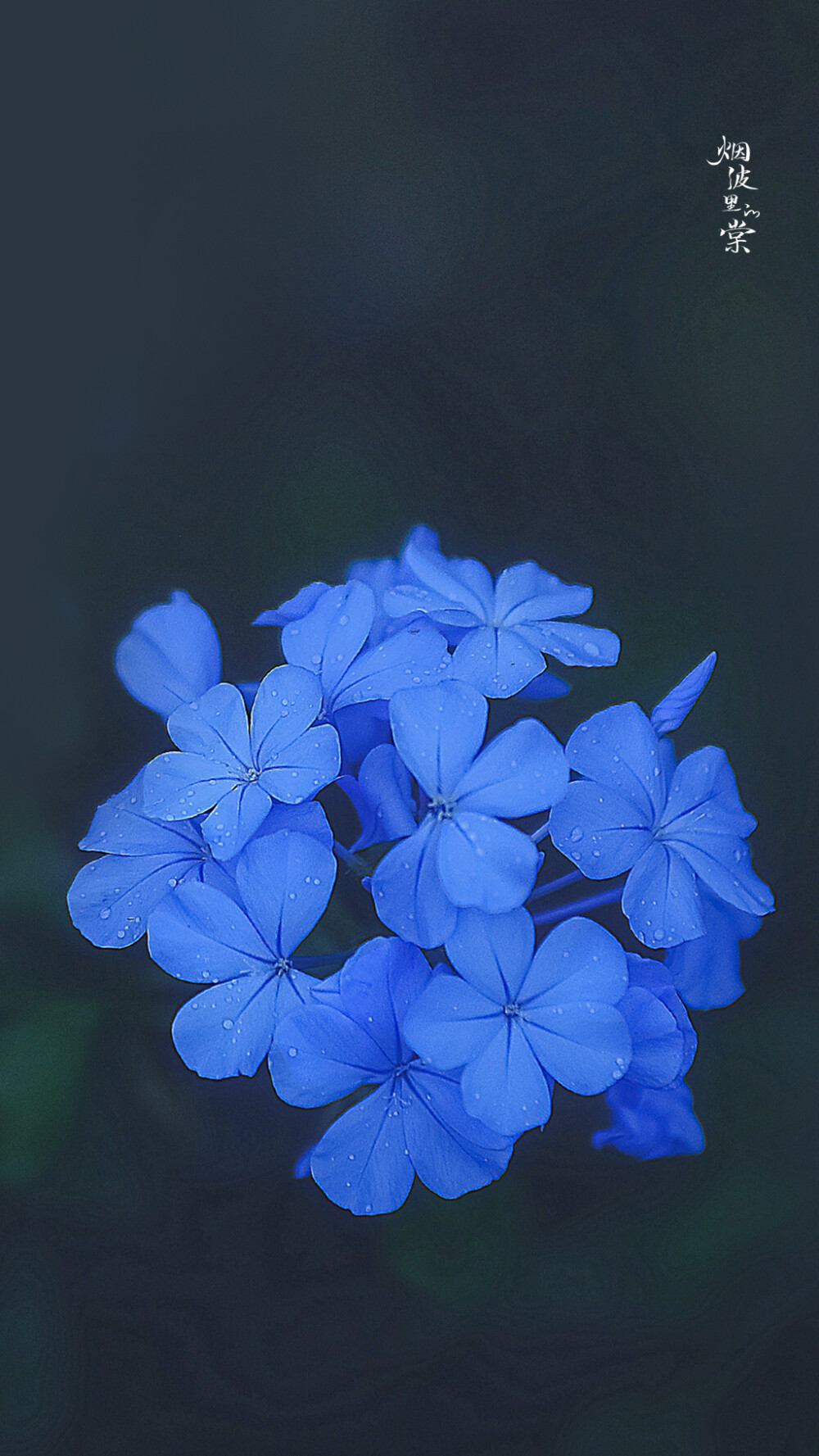 蓝雪花