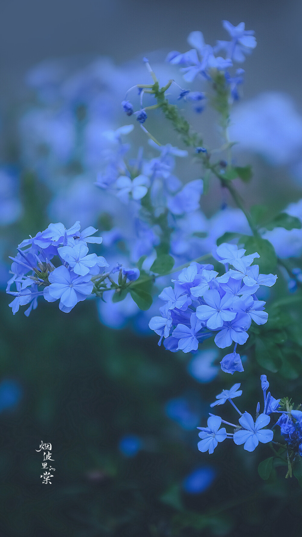 蓝雪花 