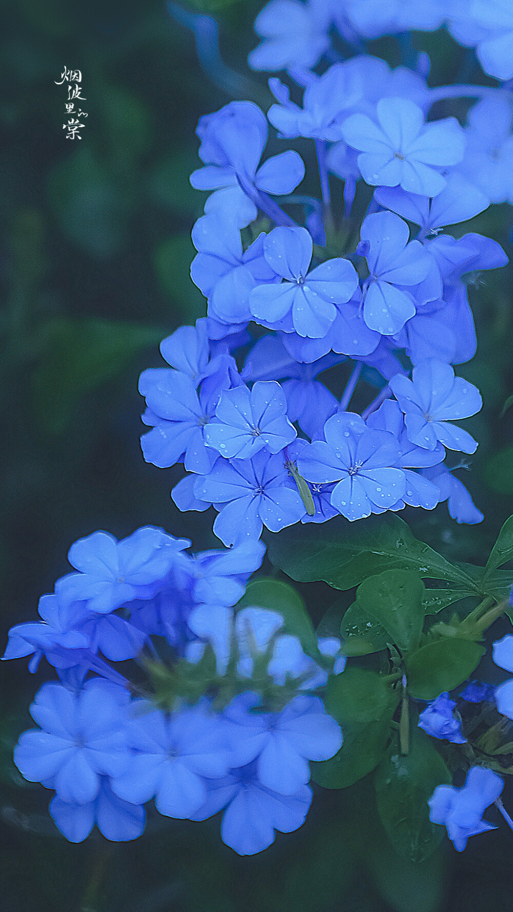 蓝雪花