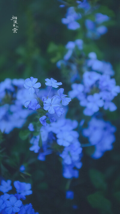 蓝雪花