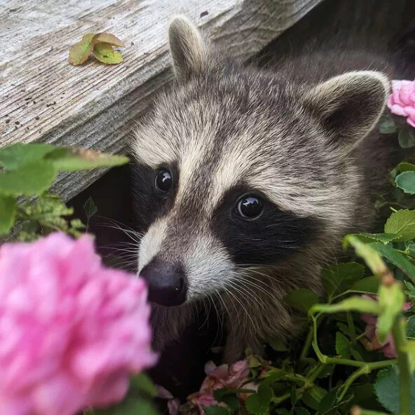 小浣熊