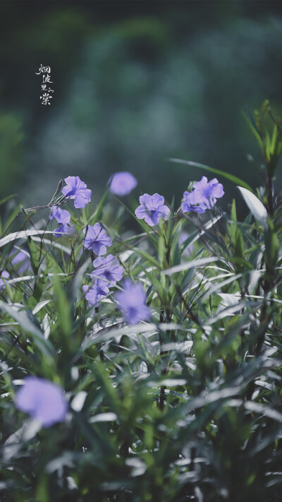 翠芦莉