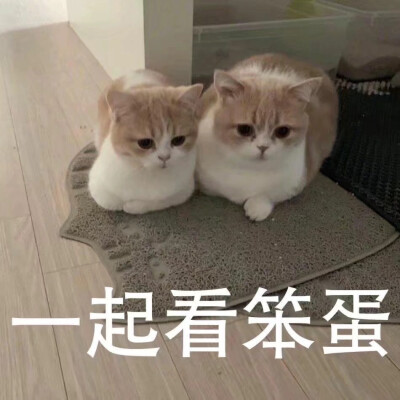 看笨蛋