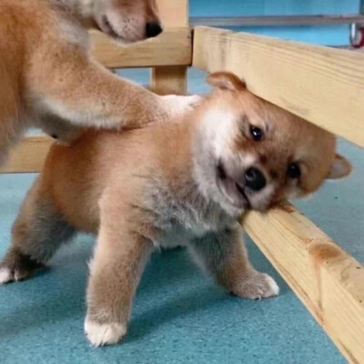 情头