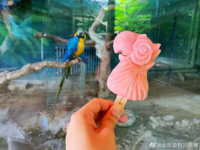 北京动物园文创雪糕