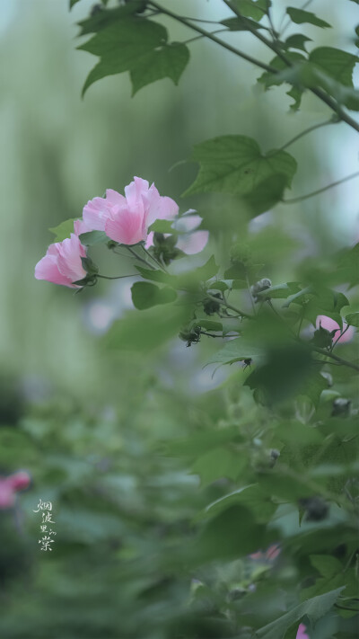 【愚园】木芙蓉