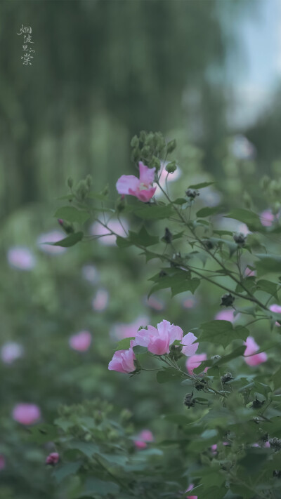 【愚园】木芙蓉