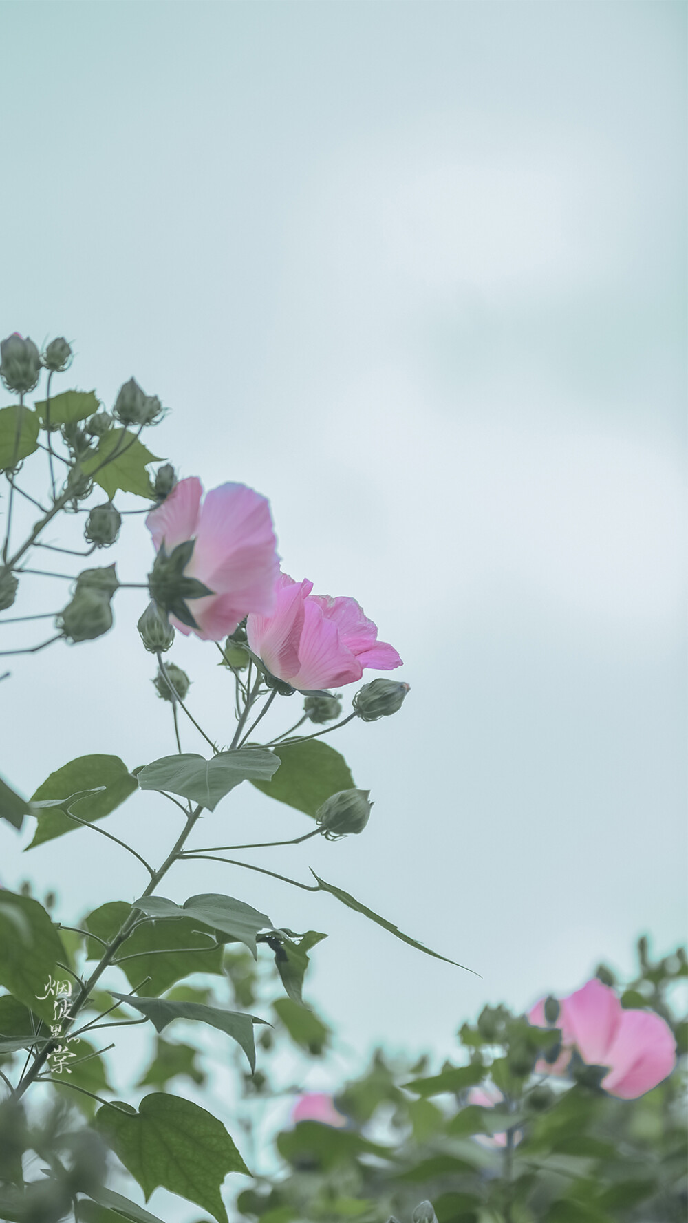 【愚园】木芙蓉