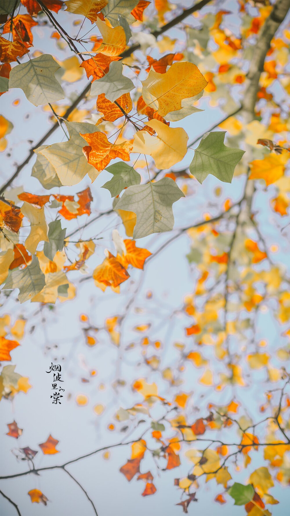 【鹅掌揪】一年好景君须记，最是橙黄橘绿时