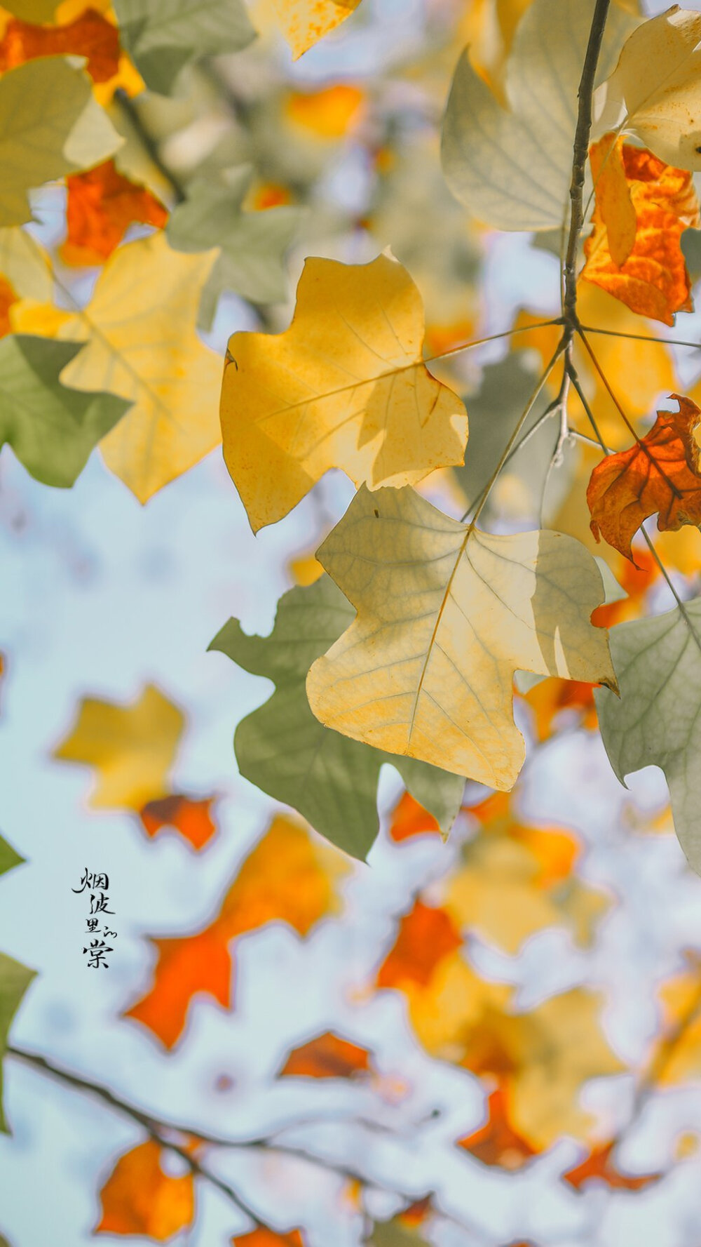 【鹅掌揪】一年好景君须记，最是橙黄橘绿时