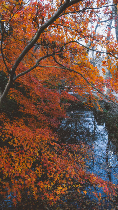 【红枫岗】水边枫叶萧萧落