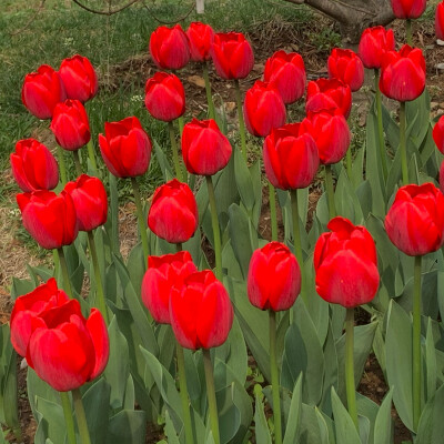 花朵背景图壁纸