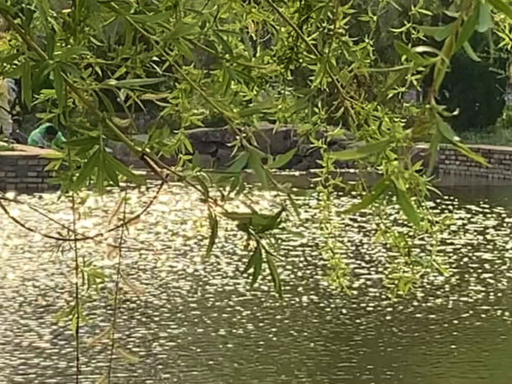 花朵背景图壁纸