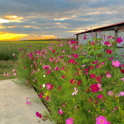 乡村花朵背景壁纸